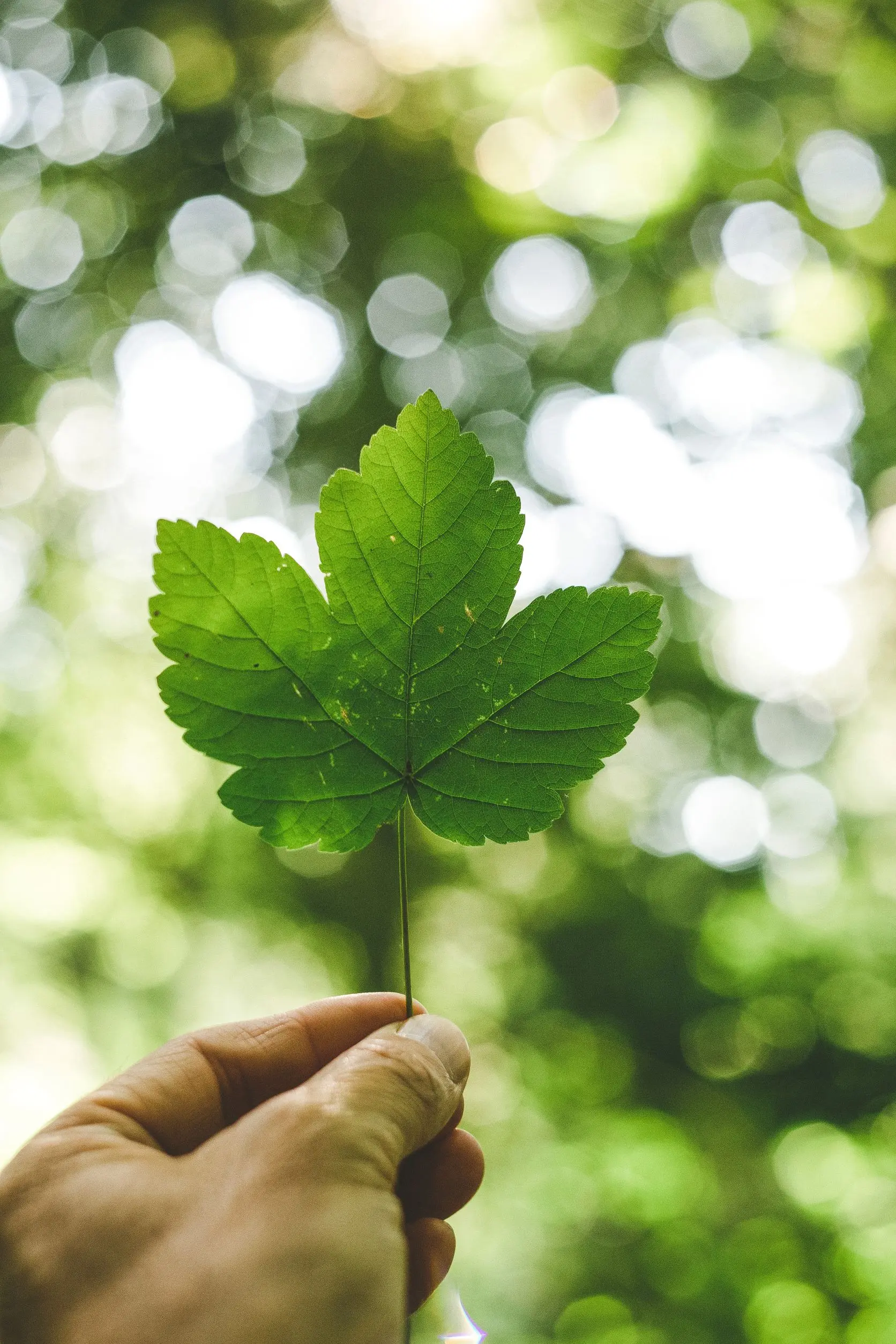 Greenery2.webp